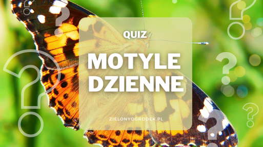 Quiz – rozpoznaj 10 dziennych motyli