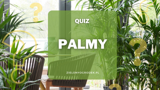 Quiz – test wiedzy o palmach