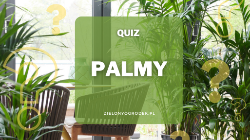 Quiz – test wiedzy o palmach