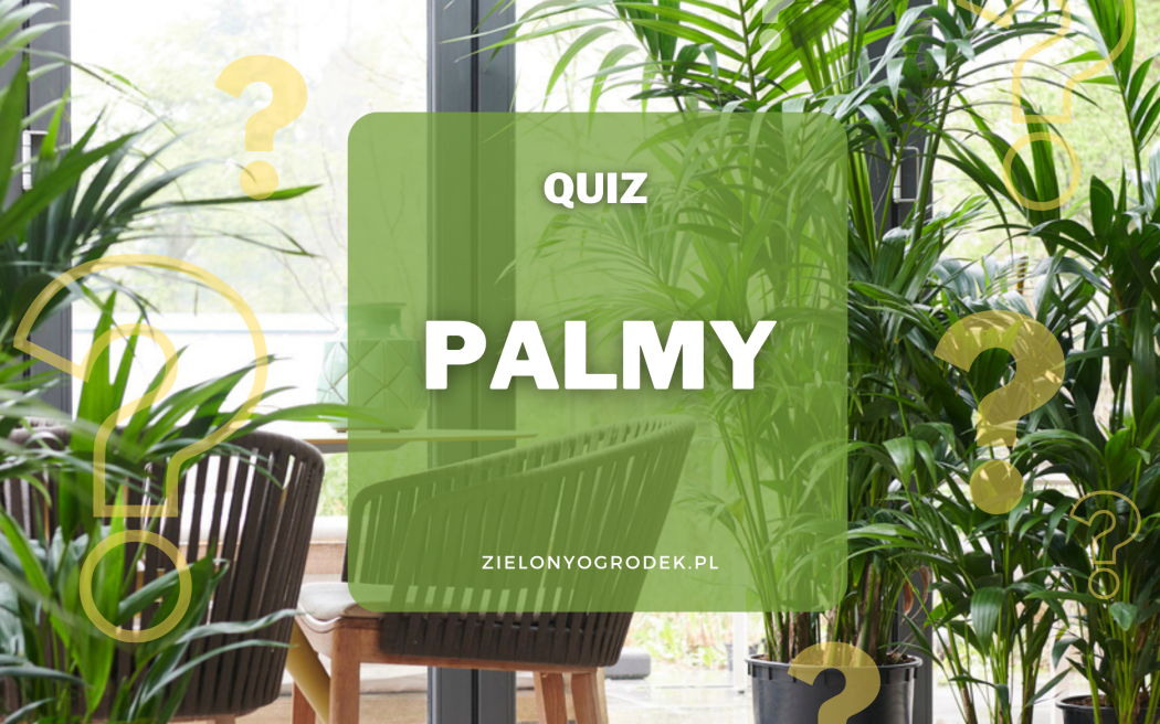 Quiz – test wiedzy o palmach