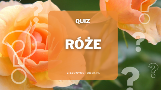 Quiz – test wiedzy o różach