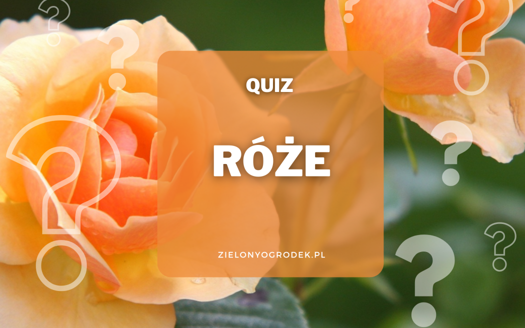 Quiz – test wiedzy o różach