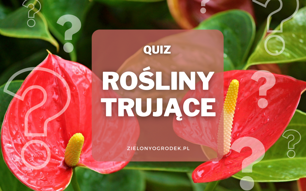 Quiz – rozpoznaj 20 trujących roślin