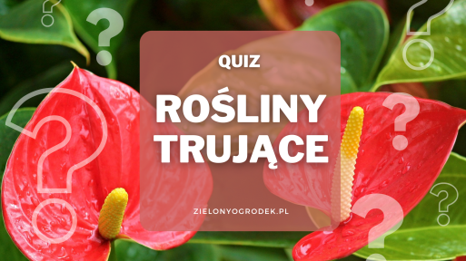 Quiz – rozpoznaj 20 trujących roślin