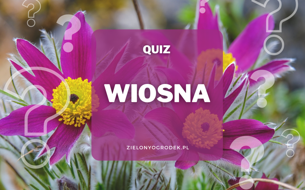 Quiz – wiosenny test wiedzy