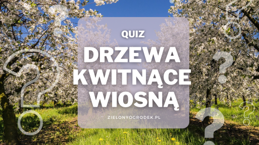 Rozpoznaj 10 drzew kwitnących wiosną