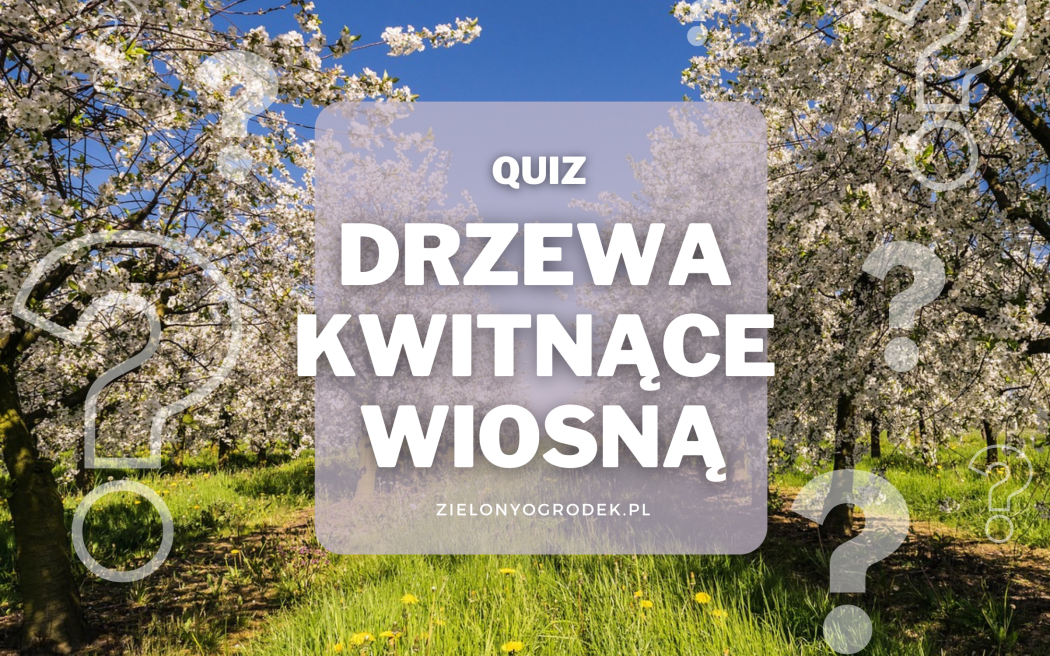 Rozpoznaj 10 drzew kwitnących wiosną