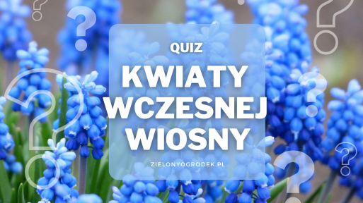 Rozpoznaj 12 roślin kwitnących wczesną wiosną