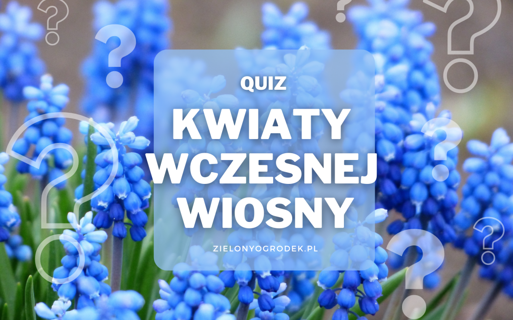 Rozpoznaj 12 roślin kwitnących wczesną wiosną