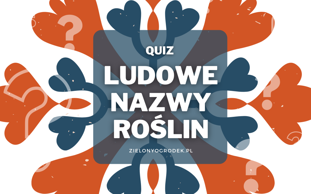 Quiz – rozpoznaj 15 roślin po nazwach zwyczajowych 