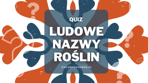 Quiz – rozpoznaj 15 roślin po nazwach zwyczajowych 