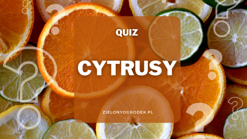 Quiz –  co wiesz o cytrusach?