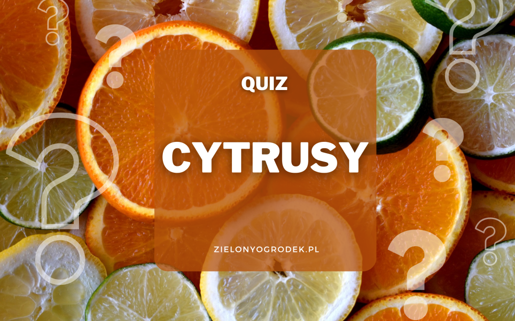 Quiz –  co wiesz o cytrusach?