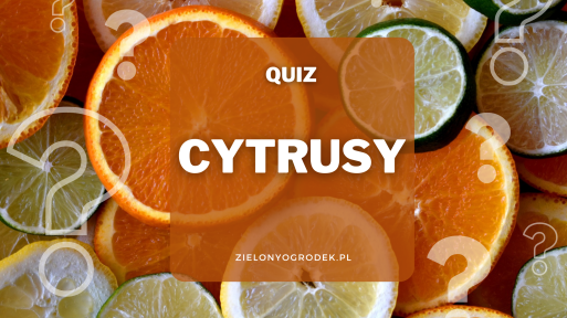 Quiz –  co wiesz o cytrusach?