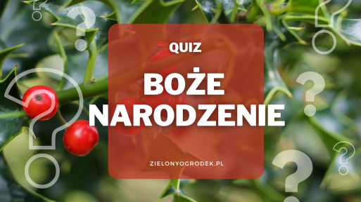 Rozpoznaj rośliny związane z Bożym Narodzeniem