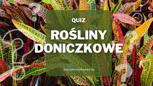 Rozpoznaj 10 roślin doniczkowych