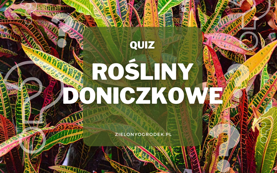 Rozpoznaj 10 roślin doniczkowych