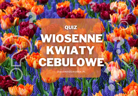 Rozpoznaj 10 wiosennych roślin cebulowych
