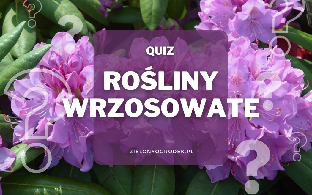 Rozpoznaj rośliny wrzosowate