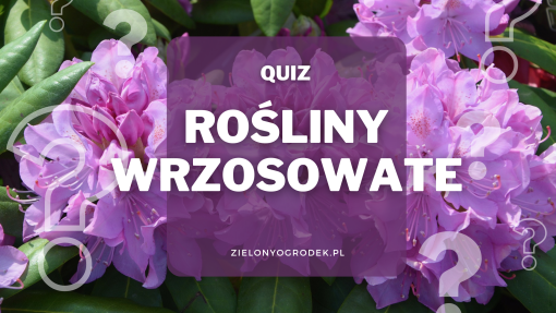 Rozpoznaj rośliny wrzosowate