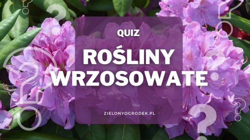 Rozpoznaj rośliny wrzosowate