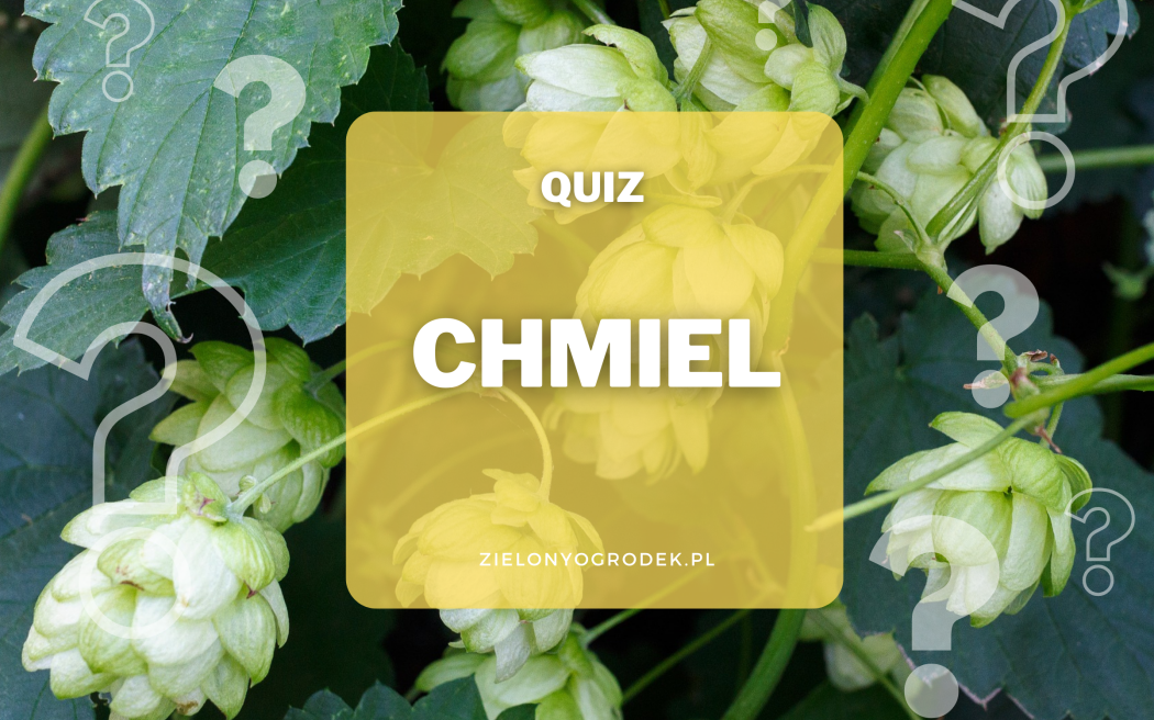 QUIZ - test wiedzy o chmielu