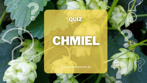 QUIZ - test wiedzy o chmielu