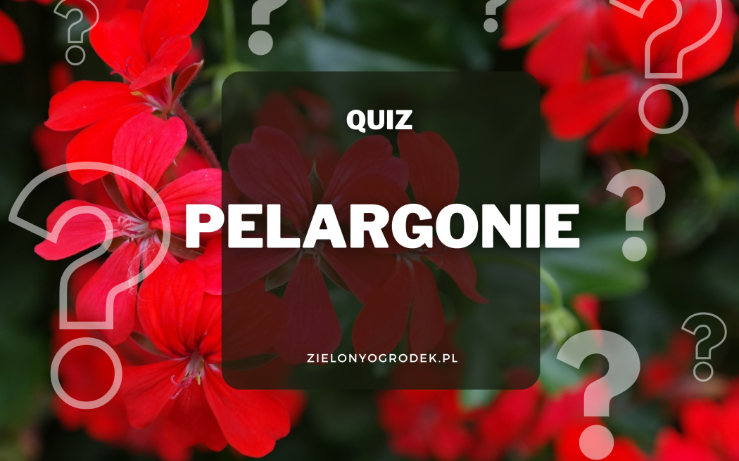 Quiz – test wiedzy o pelargoniach