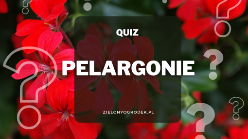 Quiz – test wiedzy o pelargoniach