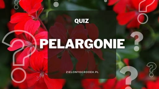 Quiz – test wiedzy o pelargoniach