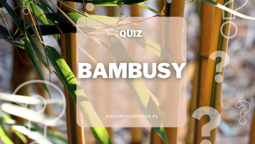 Quiz – test wiedzy o bambusach