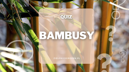 Quiz – test wiedzy o bambusach