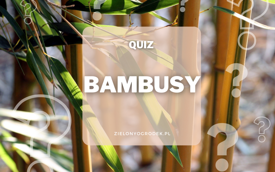 Quiz – test wiedzy o bambusach