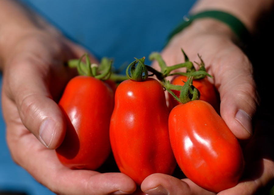 Pomidory Sam Marzano