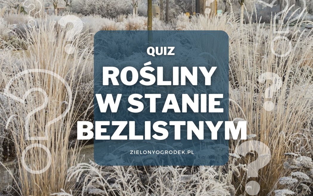 Rozpoznaj rośliny w stanie bezlistnym