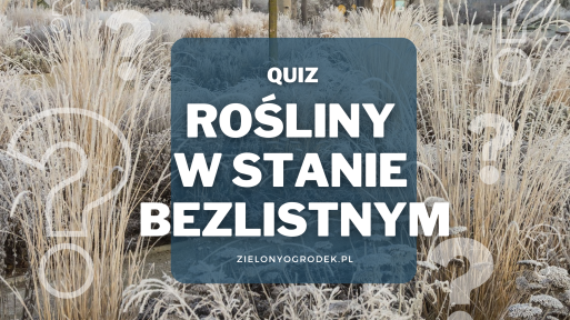 Rozpoznaj rośliny w stanie bezlistnym