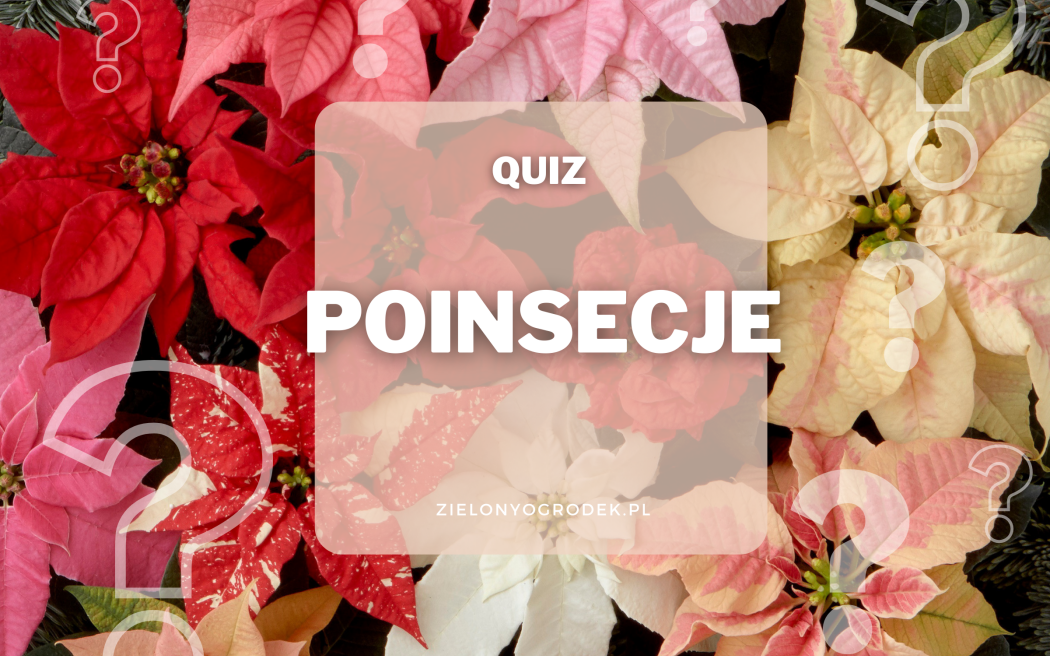 Quiz – test wiedzy o poinsecjach