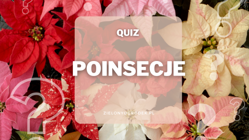 Quiz – test wiedzy o poinsecjach