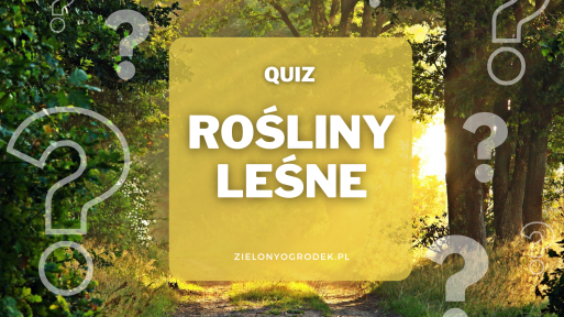 Rozpoznaj rośliny leśne