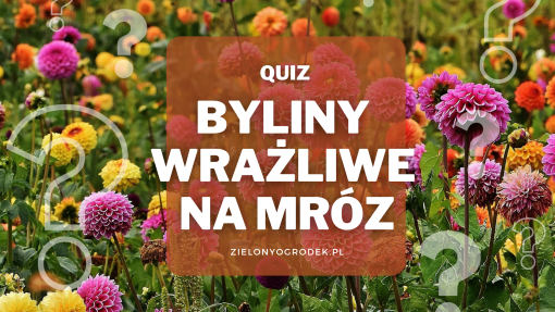 Rozpoznaj 10 letnich roślin nie zimujących w gruncie