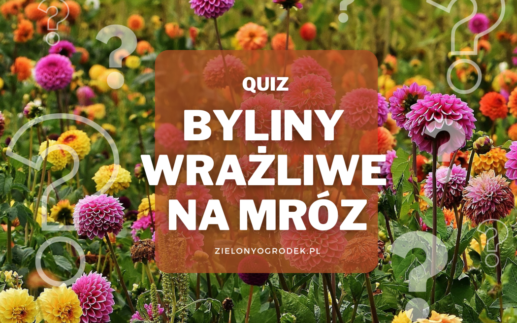 Rozpoznaj 10 letnich roślin nie zimujących w gruncie