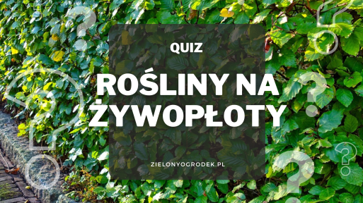 Rozpoznaj 10 roślin nadających się na żywopłot