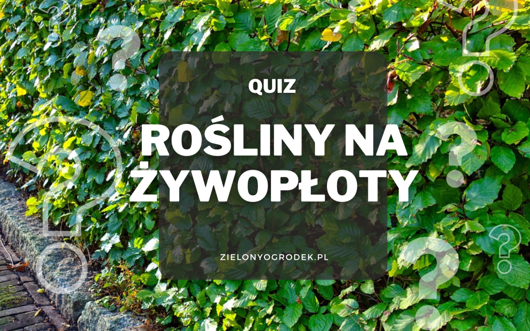 Rozpoznaj 10 roślin nadających się na żywopłot