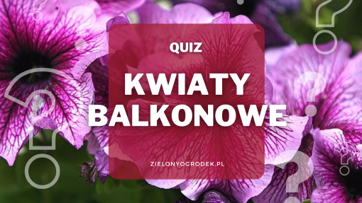 Rozpoznaj 10 kwiatów balkonowych