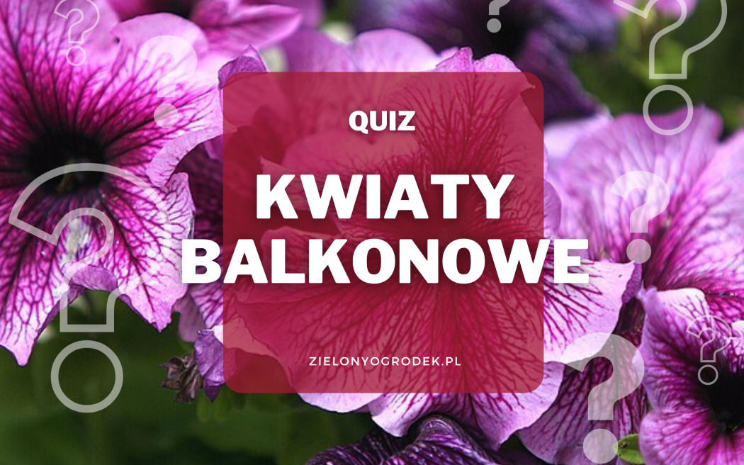 Rozpoznaj 10 kwiatów balkonowych