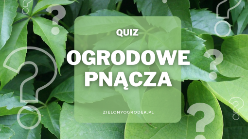 Rozpoznaj ogrodowe pnącza