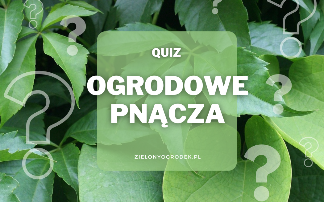 Rozpoznaj ogrodowe pnącza