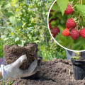 Sadzenie malin | Rodzaje i sadzonki malin, najlepszy termin sadzenia, krok po kroku