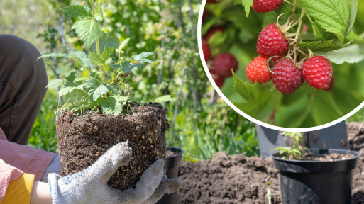 Sadzenie malin | Rodzaje i sadzonki malin, najlepszy termin sadzenia, krok po kroku