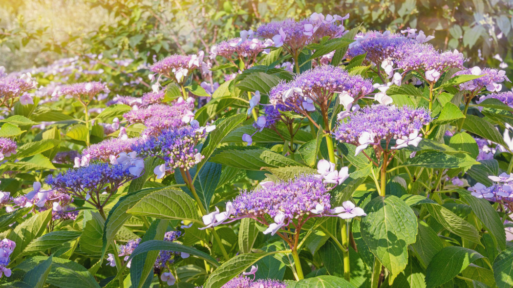 Hortensja kosmata Hydrangea aspera